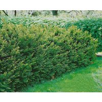 Kategorie <b>Nadelbäume u. Koniferen </b> - Taxus media 'Groenland' 20-25 cm