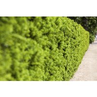 Kategorie <b>Nadelbäume u. Koniferen </b> - Taxus media 'Hicksii' 60-80 cm