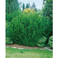 Kategorie <b>Nadelbäume u. Koniferen </b> - Taxus media 'Hillii' Kugel 80-90 cm
