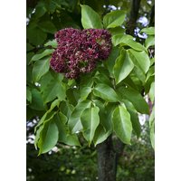 Kategorie <b>Laubbäume </b> - Tetradium daniellii 60-80 cm