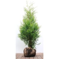 Kategorie <b>Nadelbäume u. Koniferen </b> - Thuja occidentalis 'Brabant' 100-125 cm