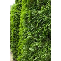 Kategorie <b>Nadelbäume u. Koniferen </b> - Thuja occidentalis 'Columna' 60-80 cm