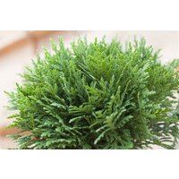 Kategorie <b>Nadelbäume u. Koniferen </b> - Thuja occidentalis 'Danica' 50-60 cm