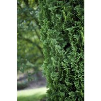 Kategorie <b>Nadelbäume u. Koniferen </b> - Thuja occidentalis 'Degroot Spire' 80-100 cm