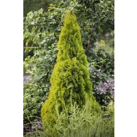 Kategorie <b>Nadelbäume u. Koniferen </b> - Thuja occidentalis 'Golden Smaragd' -R- 100-125 cm