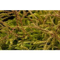Kategorie <b>Nadelbäume u. Koniferen </b> - Thuja occidentalis 'Golden Tuffet' 20-25 cm
