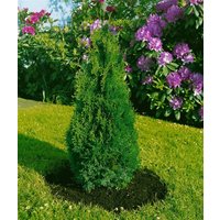 Kategorie <b>Nadelbäume u. Koniferen </b> - Thuja occidentalis 'Holmstrup' 30-40 cm