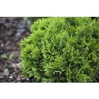 Kategorie <b>Nadelbäume u. Koniferen </b> - Thuja occidentalis 'Mecki' -R- 20-30 cm