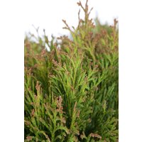 Kategorie <b>Nadelbäume u. Koniferen </b> - Thuja occidentalis 'Miky' 20-25 cm