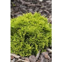 Kategorie <b>Nadelbäume u. Koniferen </b> - Thuja occidentalis 'Mirjam' -S- 20-25 cm
