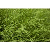 Kategorie <b>Nadelbäume u. Koniferen </b> - Thuja occidentalis 'Mr.Bowling Ball' 20-30 cm