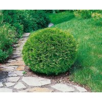 Kategorie <b>Nadelbäume u. Koniferen </b> - Thuja occidentalis 'Recurva Nana' 40-50 cm