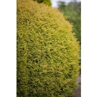 Kategorie <b>Nadelbäume u. Koniferen </b> - Thuja occidentalis 'Rheingold' 20-30 cm