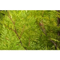 Kategorie <b>Nadelbäume u. Koniferen </b> - Thuja occidentalis 'Yellow Ribbon' 20-30 cm