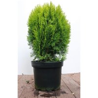 Kategorie <b>Nadelbäume u. Koniferen </b> - Thuja orientalis 'Aurea Nana' 40-50 cm
