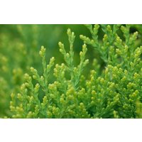 Kategorie <b>Nadelbäume u. Koniferen </b> - Thuja orientalis 'Aurea Nana' 70-80 cm