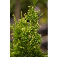 Kategorie <b>Nadelbäume u. Koniferen </b> - Thuja plicata 'Aurescens' 60-80 cm