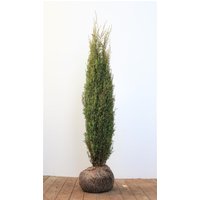 Kategorie <b>Nadelbäume u. Koniferen </b> - Thuja plicata 'Aurescens' 175-200 cm