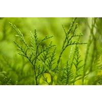 Kategorie <b>Nadelbäume u. Koniferen </b> - Thuja plicata 'Excelsa' 175-200 cm