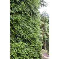Kategorie <b>Nadelbäume u. Koniferen </b> - Thujopsis dolabrata 20-30 cm