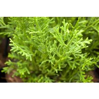 Kategorie <b>Nadelbäume u. Koniferen </b> - Thujopsis dolabrata 'Nana' 30-40 cm