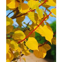 Kategorie <b>Produkt nicht gewünscht </b> - Tilia cordata 'Winter Orange' 180 cm Stammhöhe