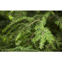 Nadelbäume u. Koniferen - Tsuga canadensis 175-200 cm