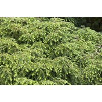 Kategorie <b>Nadelbäume u. Koniferen </b> - Tsuga canadensis 'Nana' 15-20 cm