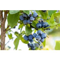 Kategorie <b>Beeren </b> - Vaccinium corymbosum 'Bluejay' 40-60 cm
