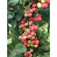 Kategorie <b>Beeren </b> - Vaccinium corymbosum 'Pink Lemonade' 40-50 cm