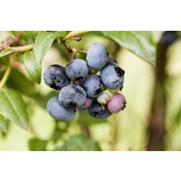 Kategorie <b>Obst </b> - Vaccinium corymbosum 'Sierra' 30-40 cm