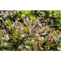 Kategorie <b>Beeren </b> - Vaccinium nummularia 25-30 cm