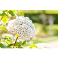 Kategorie <b>Blütensträucher und Ziergehölze </b> - Viburnum carlcephalum 80-100 cm