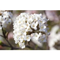 Kategorie <b>Blütensträucher und Ziergehölze </b> - Viburnum carlesii 'Aurora' 80 cm Stammhöhe