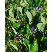 Kategorie <b>Blütensträucher und Ziergehölze </b> - Viburnum dentatum 'Blue Muffin' -R- 80-100 cm