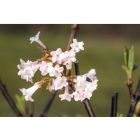 Kategorie <b>Blütensträucher und Ziergehölze </b> - Viburnum farreri 125-150 cm