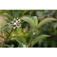 Kategorie <b>Produkt nicht gewünscht </b> - Viburnum hillieri 'Winton' 80 cm Stammhöhe