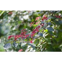 Kategorie <b>Blütensträucher und Ziergehölze </b> - Viburnum lantana 100-125 cm