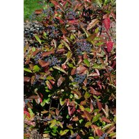 Kategorie <b>Blütensträucher und Ziergehölze </b> - Viburnum nudum 'Brandywine' 40-60 cm