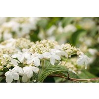 Kategorie <b>Blütensträucher und Ziergehölze </b> - Viburnum plicatum 'Kilimandjaro' -R- 125-150 cm