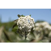 Kategorie <b>Blütensträucher und Ziergehölze </b> - Viburnum 'Pragense' 40-60 cm