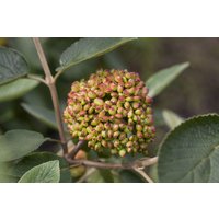 Kategorie <b>Blütensträucher und Ziergehölze </b> - Viburnum rhytidophyllum 60-80 cm
