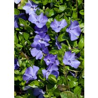 Kategorie <b>Bodendecker </b> - Vinca minor 'Flower Power' 9x9 cm Topf