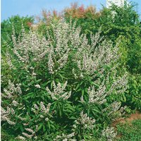 Kategorie <b>Blütensträucher und Ziergehölze </b> - Vitex agnus-castus latifolia alba 80-100 cm