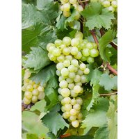 Kategorie <b>Produkt nicht gewünscht </b> - Vitis vinifera gelb 40-60 cm