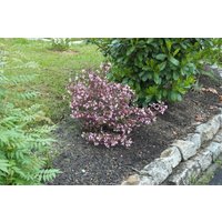 Kategorie <b>Produkt nicht gewünscht </b> - Weigela florida 'Nana Purpurea' 40-60 cm