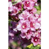 Kategorie <b>Produkt nicht gewünscht </b> - Weigela florida 'Nana Variegata' 150-200 cm