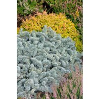 Kategorie <b>Nadelbäume u. Koniferen </b> - Abies koreana Blaue Hexe
