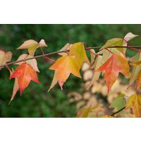 Kategorie <b>Laubbäume </b> - Acer buergerianum