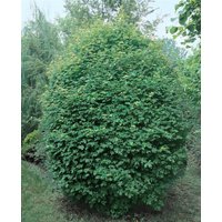 Laubbäume - Acer campestre 'Anny's Globe'